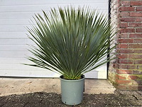 Palmlelie s - yucca rostrata - hoogte ca. 70 cm - afbeelding 1 van  2