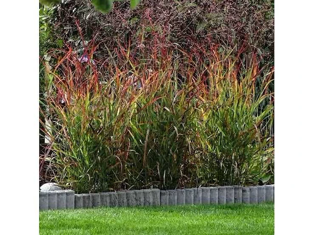 Panicum virgatum rotstrahlbusch - planten met pot (12x) - afbeelding 2 van  2