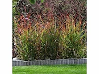 Panicum virgatum rotstrahlbusch - planten met pot (12x) - afbeelding 2 van  2