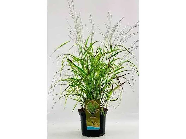 Panicum virgatum rotstrahlbusch - planten met pot (12x) - afbeelding 1 van  2