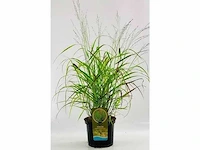 Panicum virgatum rotstrahlbusch - planten met pot (12x)