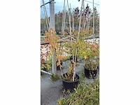 Papieresdoorn - multi-stemmed tree
