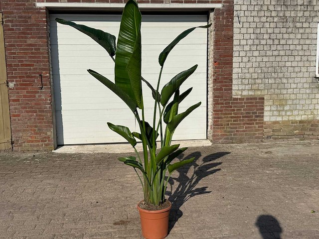 Paradijsvogelbloem - strelitzia augusta - tuin- en kamerplant - hoogte ca. 170 cm - afbeelding 1 van  4