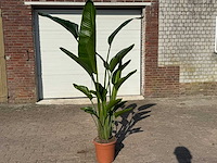 Paradijsvogelbloem - strelitzia augusta - tuin- en kamerplant - hoogte ca. 170 cm - afbeelding 1 van  4