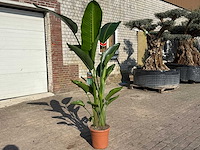 Paradijsvogelbloem - strelitzia augusta - tuin- en kamerplant - hoogte ca. 170 cm - afbeelding 2 van  4