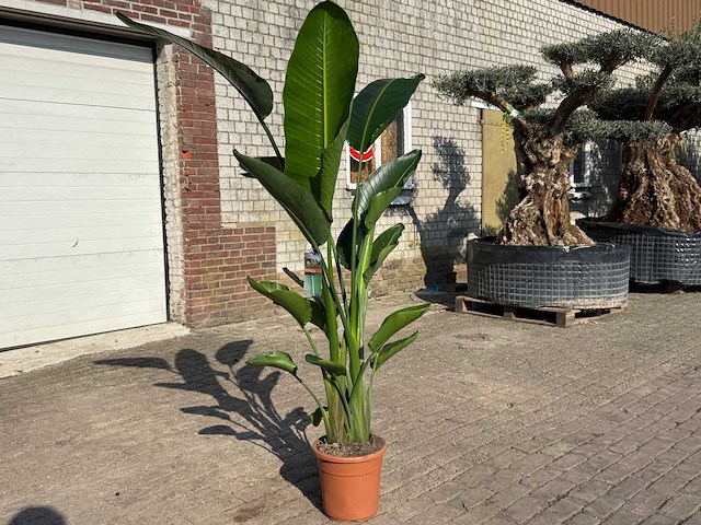 Paradijsvogelbloem - strelitzia augusta - tuin- en kamerplant - hoogte ca. 170 cm - afbeelding 2 van  3