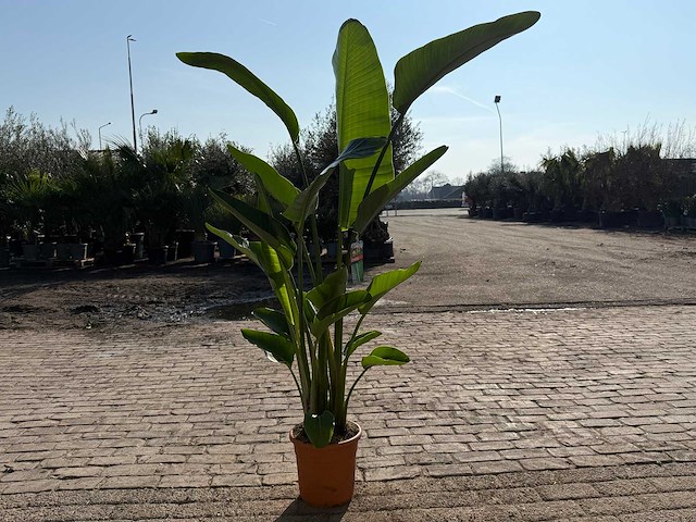 Paradijsvogelbloem - strelitzia augusta - tuin- en kamerplant - hoogte ca. 170 cm - afbeelding 4 van  4