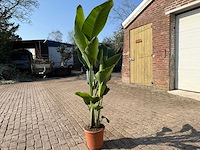 Paradijsvogelbloem - strelitzia augusta - tuin- en kamerplant - hoogte ca. 170 cm - afbeelding 3 van  4