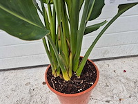 Paradijsvogelbloem - strelitzia reginae - tuin- en kamerplant - hoogte ca. 70 cm - afbeelding 2 van  2