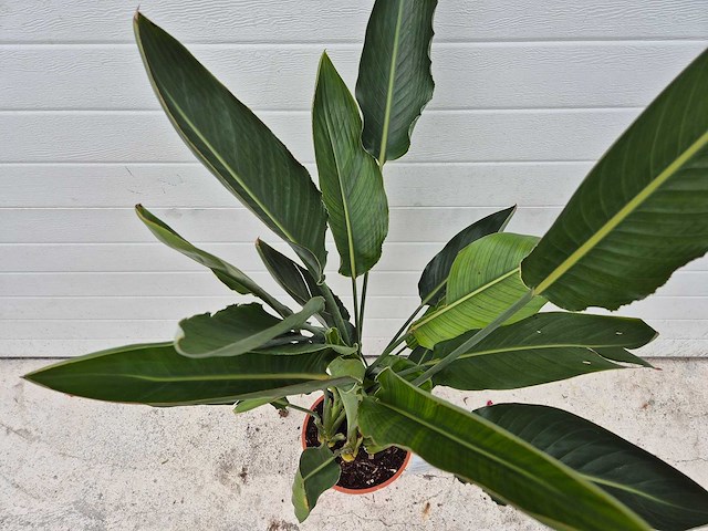 Paradijsvogelbloem - strelitzia reginae - tuin- en kamerplant - hoogte ca. 70 cm - afbeelding 2 van  2