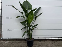 Paradijsvogelplant - strelitzia augusta - hoogte ca. 150 cm - afbeelding 1 van  1