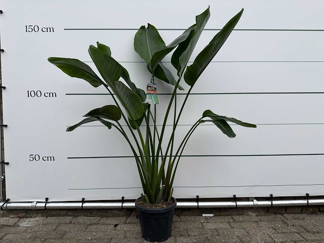 Paradijsvogelplant - strelitzia augusta - hoogte ca. 150 cm - afbeelding 1 van  3