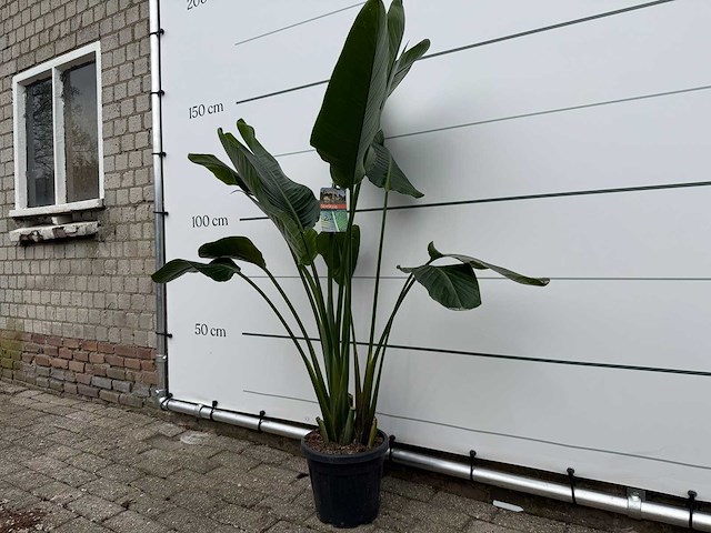 Paradijsvogelplant - strelitzia augusta - hoogte ca. 150 cm - afbeelding 2 van  3