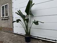 Paradijsvogelplant - strelitzia augusta - hoogte ca. 150 cm - afbeelding 2 van  3