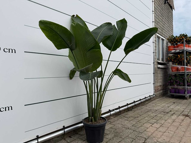 Paradijsvogelplant - strelitzia augusta - hoogte ca. 150 cm - afbeelding 3 van  3