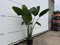 Paradijsvogelplant - strelitzia augusta - hoogte ca. 150 cm - afbeelding 3 van  3