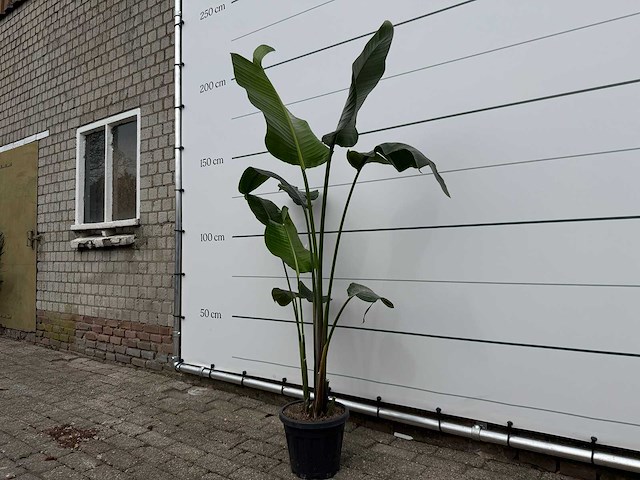 Paradijsvogelplant - strelitzia augusta - hoogte ca. 150 cm - afbeelding 2 van  3