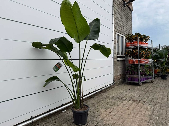 Paradijsvogelplant - strelitzia augusta - hoogte ca. 150 cm - afbeelding 3 van  3