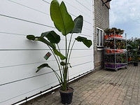 Paradijsvogelplant - strelitzia augusta - hoogte ca. 150 cm - afbeelding 3 van  3