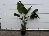 Paradijsvogelplant - strelitzia augusta - hoogte ca. 150 cm - afbeelding 1 van  1