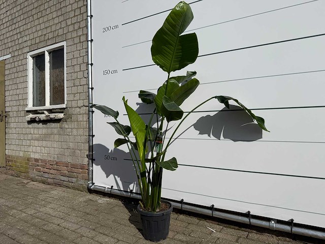 Paradijsvogelplant - strelitzia augusta - hoogte ca. 170 cm - afbeelding 1 van  1