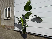 Paradijsvogelplant - strelitzia augusta - hoogte ca. 170 cm - afbeelding 1 van  1