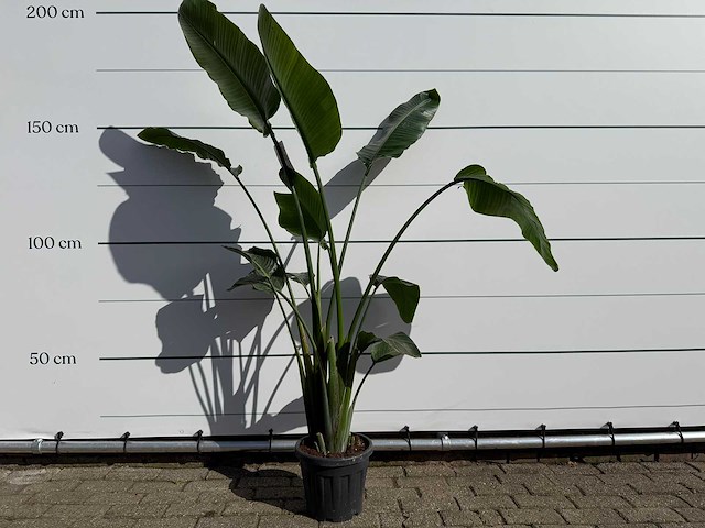 Paradijsvogelplant - strelitzia augusta - hoogte ca. 170 cm - afbeelding 1 van  3