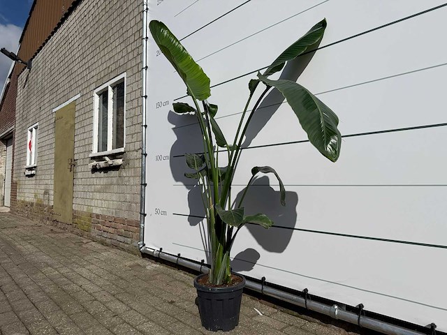 Paradijsvogelplant - strelitzia augusta - hoogte ca. 170 cm - afbeelding 2 van  3