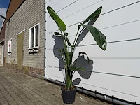 Paradijsvogelplant - strelitzia augusta - hoogte ca. 170 cm - afbeelding 2 van  3