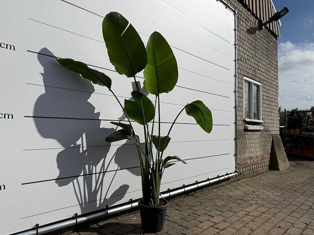 Paradijsvogelplant - strelitzia augusta - hoogte ca. 170 cm - afbeelding 3 van  3