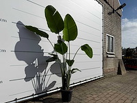 Paradijsvogelplant - strelitzia augusta - hoogte ca. 170 cm - afbeelding 3 van  3