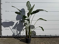 Paradijsvogelplant - strelitzia augusta - hoogte ca. 170 cm - afbeelding 1 van  2