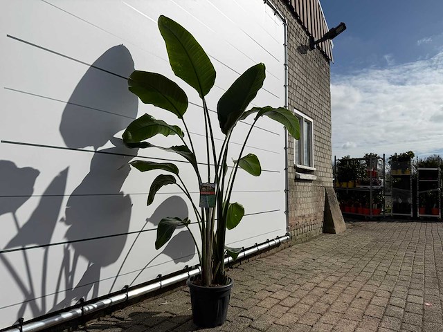 Paradijsvogelplant - strelitzia augusta - hoogte ca. 170 cm - afbeelding 2 van  2