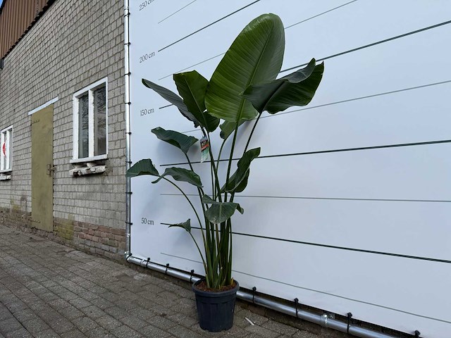 Paradijsvogelplant - strelitzia augusta - hoogte ca. 170 cm - afbeelding 2 van  3
