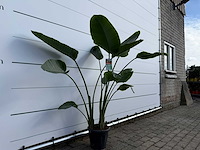 Paradijsvogelplant - strelitzia augusta - hoogte ca. 170 cm - afbeelding 3 van  3