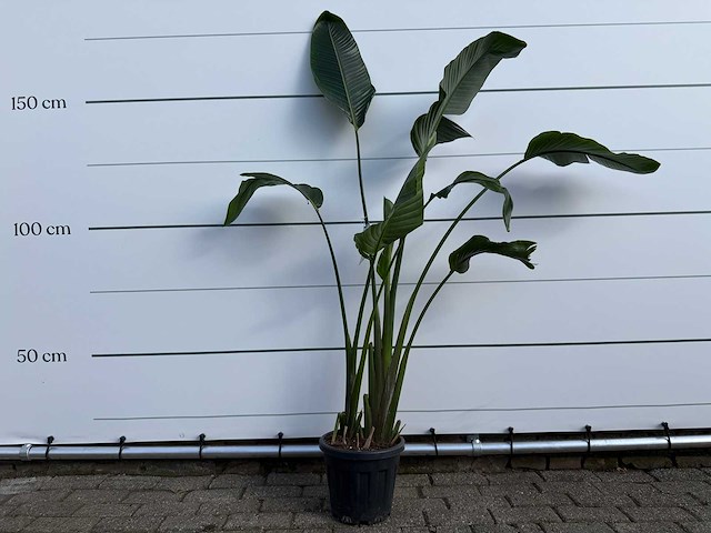Paradijsvogelplant - strelitzia augusta - hoogte ca. 170 cm - afbeelding 1 van  3