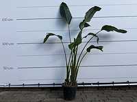 Paradijsvogelplant - strelitzia augusta - hoogte ca. 170 cm - afbeelding 1 van  3