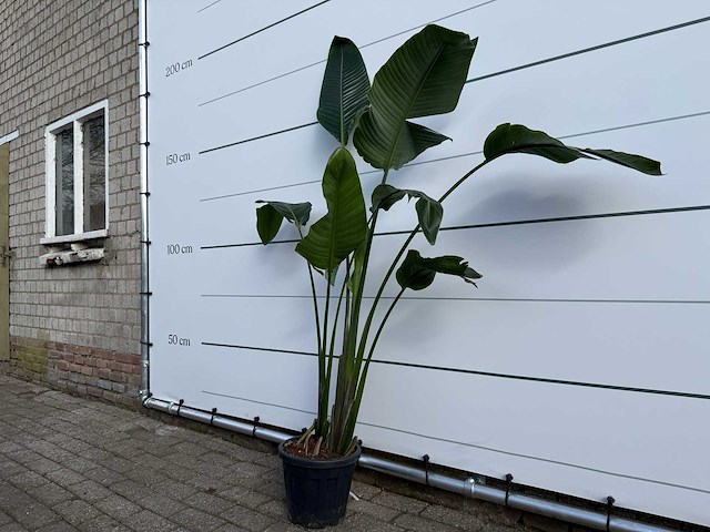 Paradijsvogelplant - strelitzia augusta - hoogte ca. 170 cm - afbeelding 2 van  3