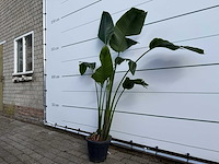 Paradijsvogelplant - strelitzia augusta - hoogte ca. 170 cm - afbeelding 2 van  3