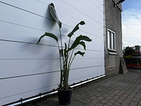 Paradijsvogelplant - strelitzia augusta - hoogte ca. 170 cm - afbeelding 3 van  3