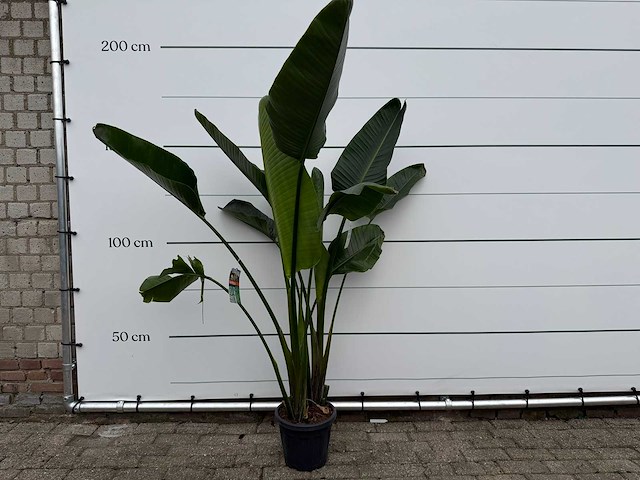 Paradijsvogelplant - strelitzia augusta - hoogte ca. 170 cm - afbeelding 1 van  3