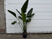 Paradijsvogelplant - strelitzia augusta - hoogte ca. 170 cm - afbeelding 1 van  3