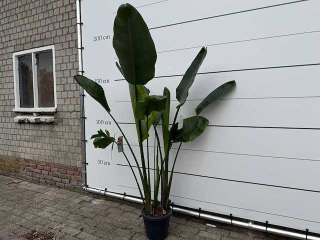Paradijsvogelplant - strelitzia augusta - hoogte ca. 170 cm - afbeelding 2 van  3