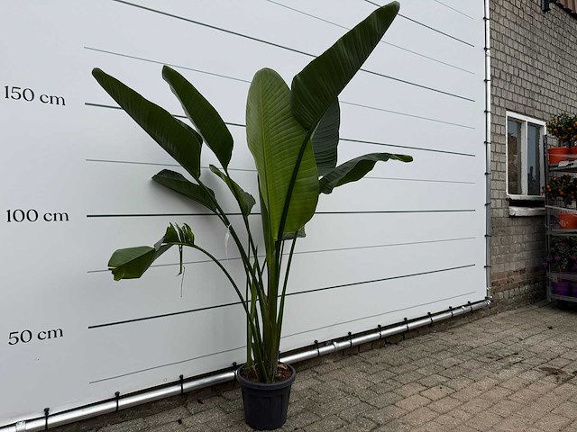 Paradijsvogelplant - strelitzia augusta - hoogte ca. 170 cm - afbeelding 3 van  3