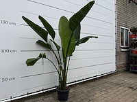 Paradijsvogelplant - strelitzia augusta - hoogte ca. 170 cm - afbeelding 3 van  3