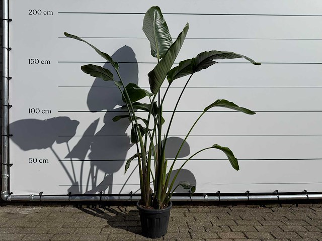 Paradijsvogelplant - strelitzia augusta - hoogte ca. 170 cm - afbeelding 1 van  3