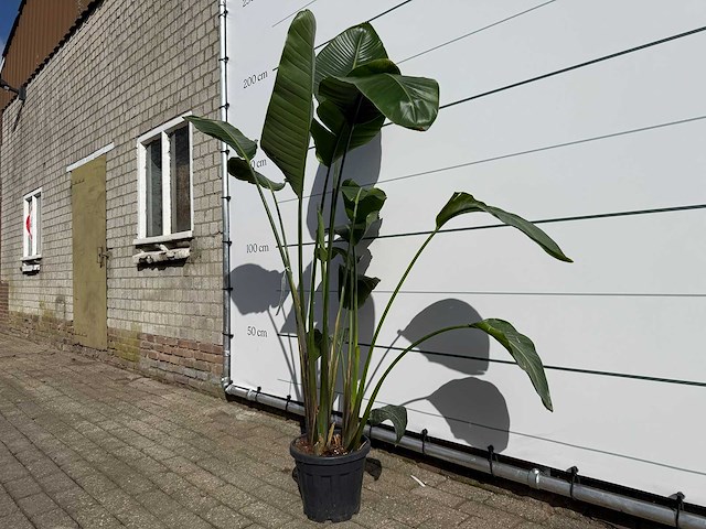 Paradijsvogelplant - strelitzia augusta - hoogte ca. 170 cm - afbeelding 2 van  3