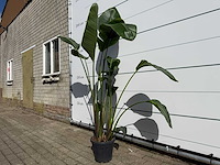Paradijsvogelplant - strelitzia augusta - hoogte ca. 170 cm - afbeelding 2 van  3