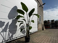Paradijsvogelplant - strelitzia augusta - hoogte ca. 170 cm - afbeelding 3 van  3