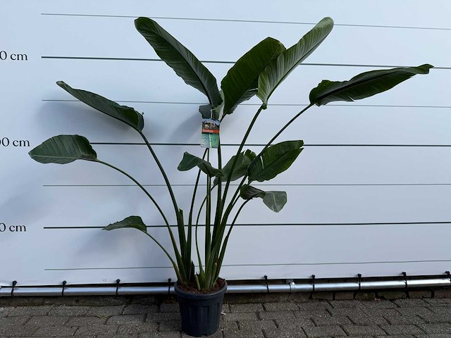 Paradijsvogelplant - strelitzia augusta - hoogte ca. 170 cm - afbeelding 1 van  3